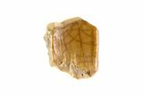 Partial Triceratops Shed Tooth - Montana #72498-1